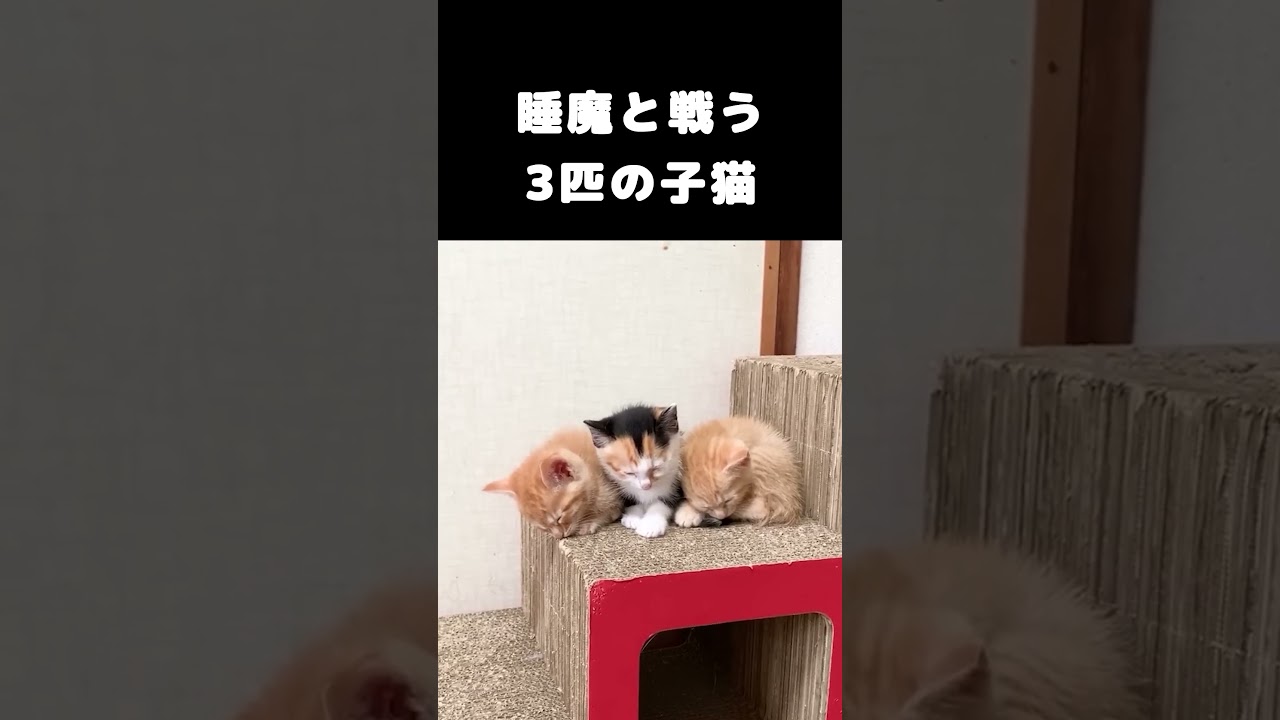 睡魔と戦う3匹の子猫 #保護子猫