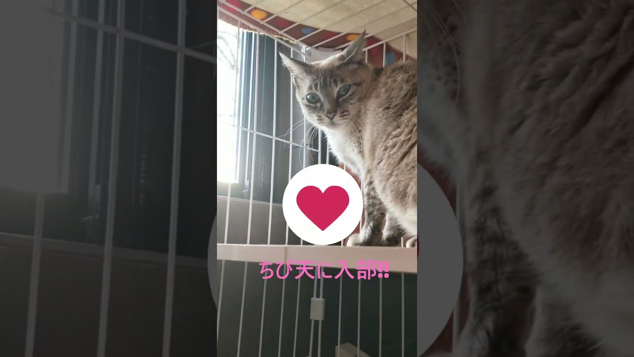 NEW FACEの「ハナ」ちゃんは目がとってもキレイなシャムMIXです✨#保護猫 #保護活動筑豊 #宮若市 #ちび天 #保護活動 #里親募集中