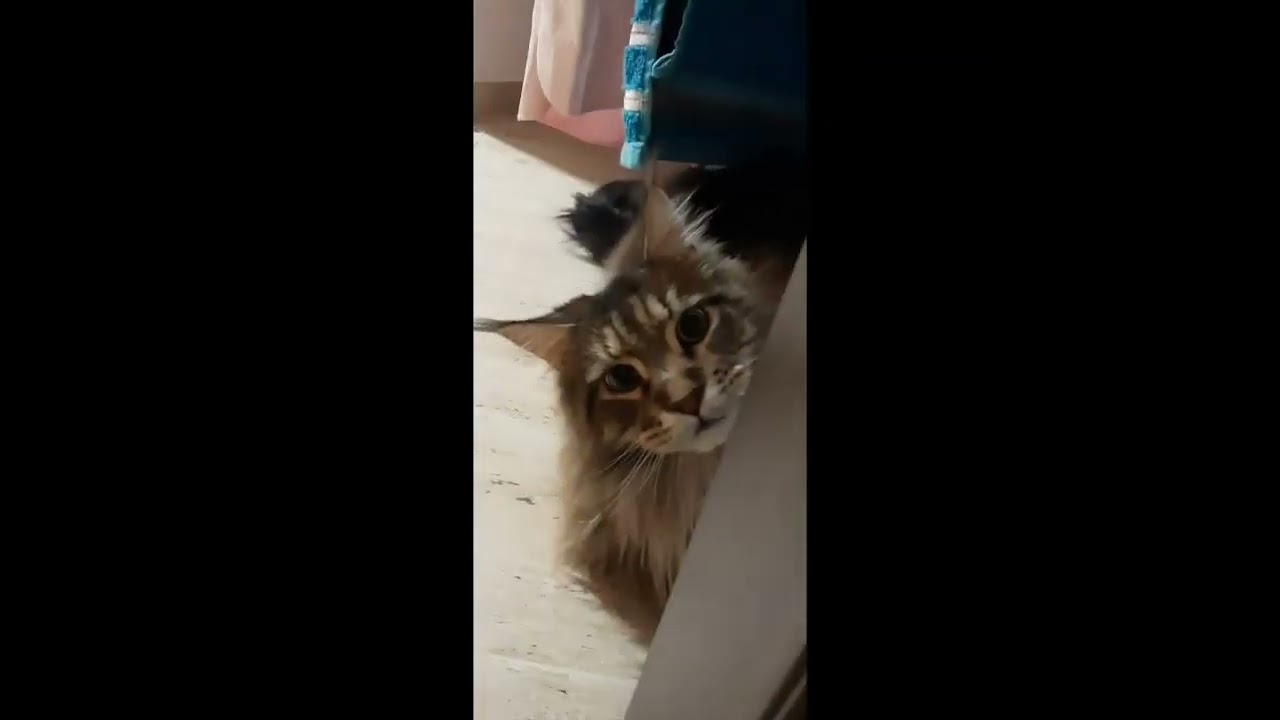 You Will Love This Adorable Maine Coon Cat