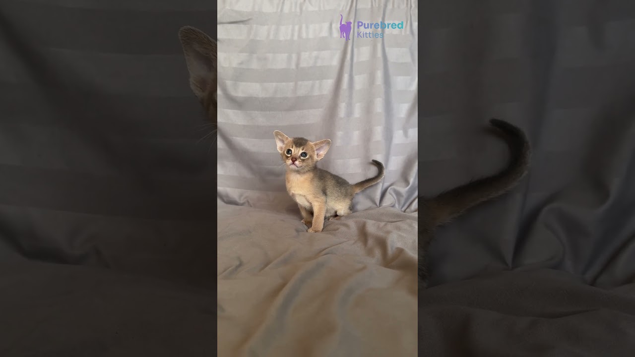 Meet Selene – The Mesmerizing Blue Abyssinian Kitten That Will Steal Your Heart! 💙✨ #AbyssinianMagic