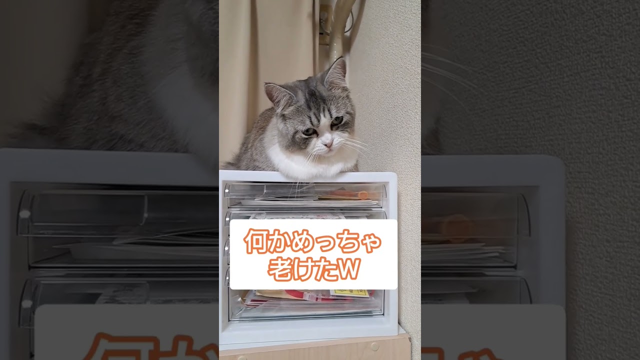おじいちゃんになった猫#cat #マンチカン #猫遊び #かわいい #可愛い #猫 #癒し