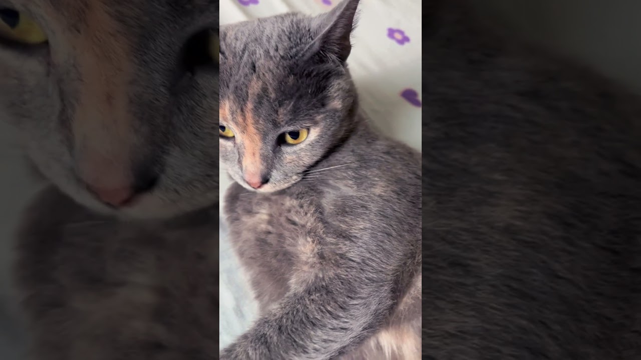 De que color es tu gato? #cat #catmom #catlover #mycats #gatos