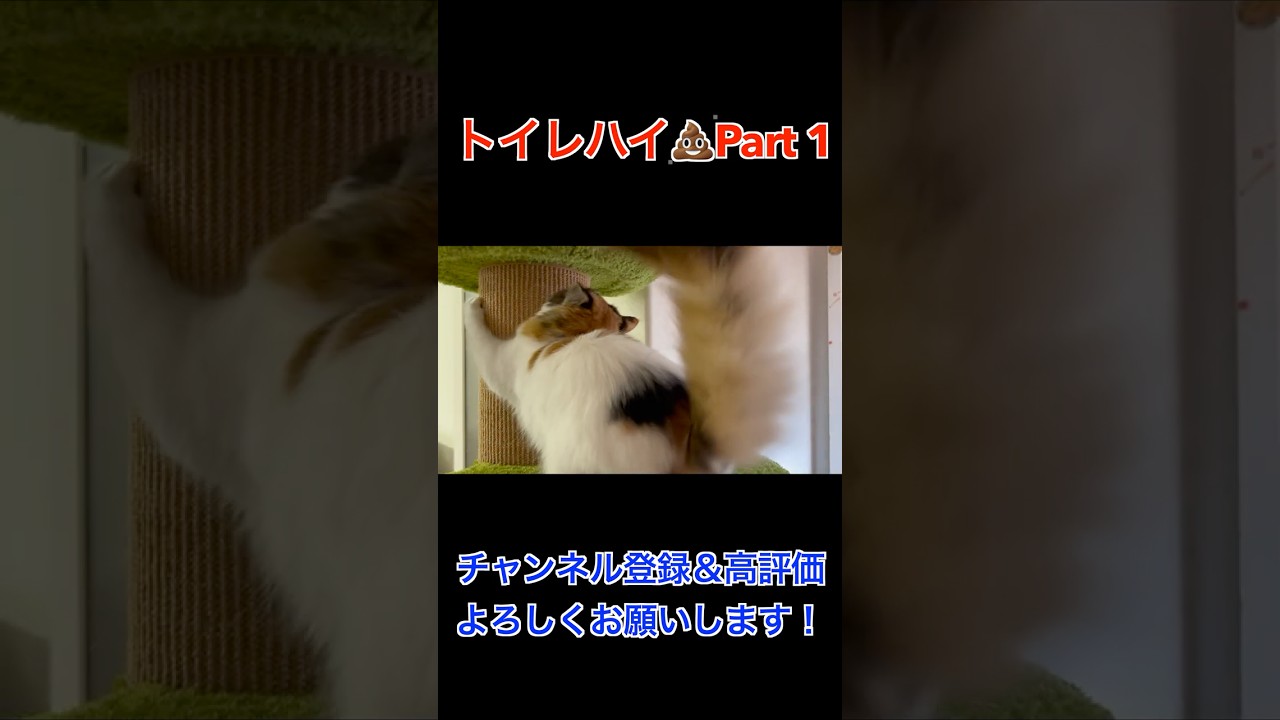 【サイベリアン】トイレ💩ハイ Part1  #cat #cutecat #サイベリアン #サイベリアン大好き かわいい #ねこ #三毛猫 【猫う◯ちハイ】