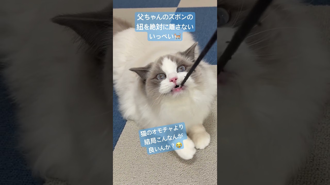 ズボンの紐をズタズタにするいっぺい🐈#ラグドール #猫のいる暮らし #猫好きさんと繋がりたい