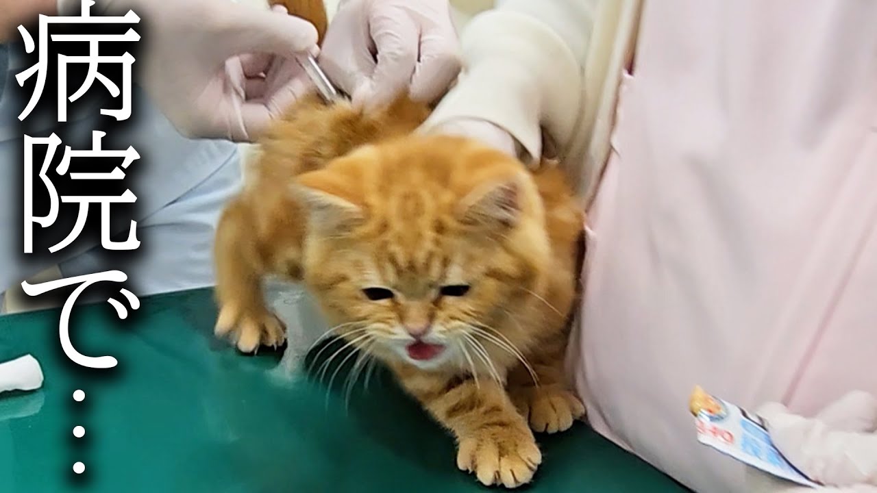 病院の診察の結果とんでもないことが...