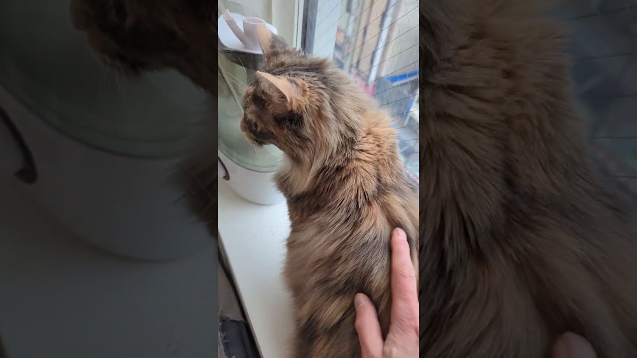 メインクーンの メイさんに朝の挨拶　トムも来たよ