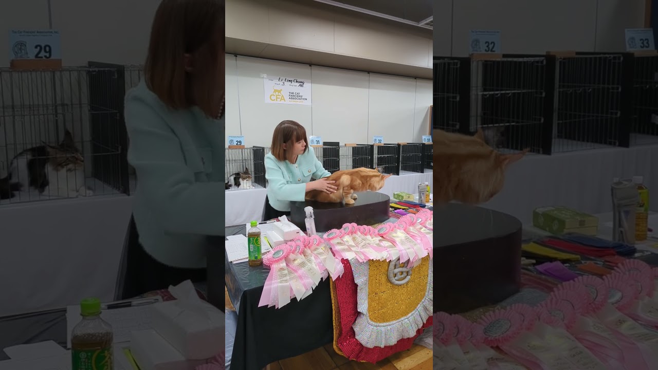 2025年2月22日トンキニーズキャットショーCHUNGジャッジ翔平君一般審査