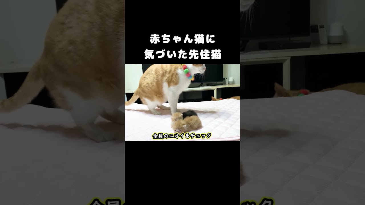 赤ちゃん猫に気づいた先住猫 #保護子猫