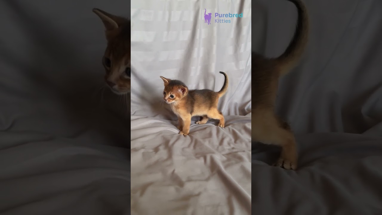 Adopt Silas – The Dazzling Ruddy Abyssinian Kitten Ready to Steal the Spotlight! 🔥🐱 #AbyssinianCharm