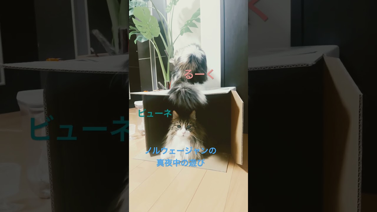 ノルウェージャンの真夜中の遊び#shorts #cat #猫 #ノルウェージャンフォレストキャット #猫のいる暮らし #pets