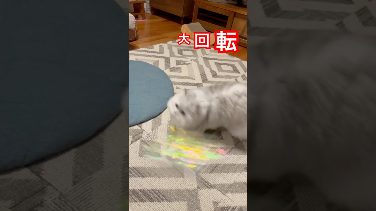 バンバン回る #なにわ男子 #アニメ #ジャニーズ #ペルシャ#チンチラ#猫#ねこ #猫のいる暮らし #癒し #いやし#cat  #ふわふわ