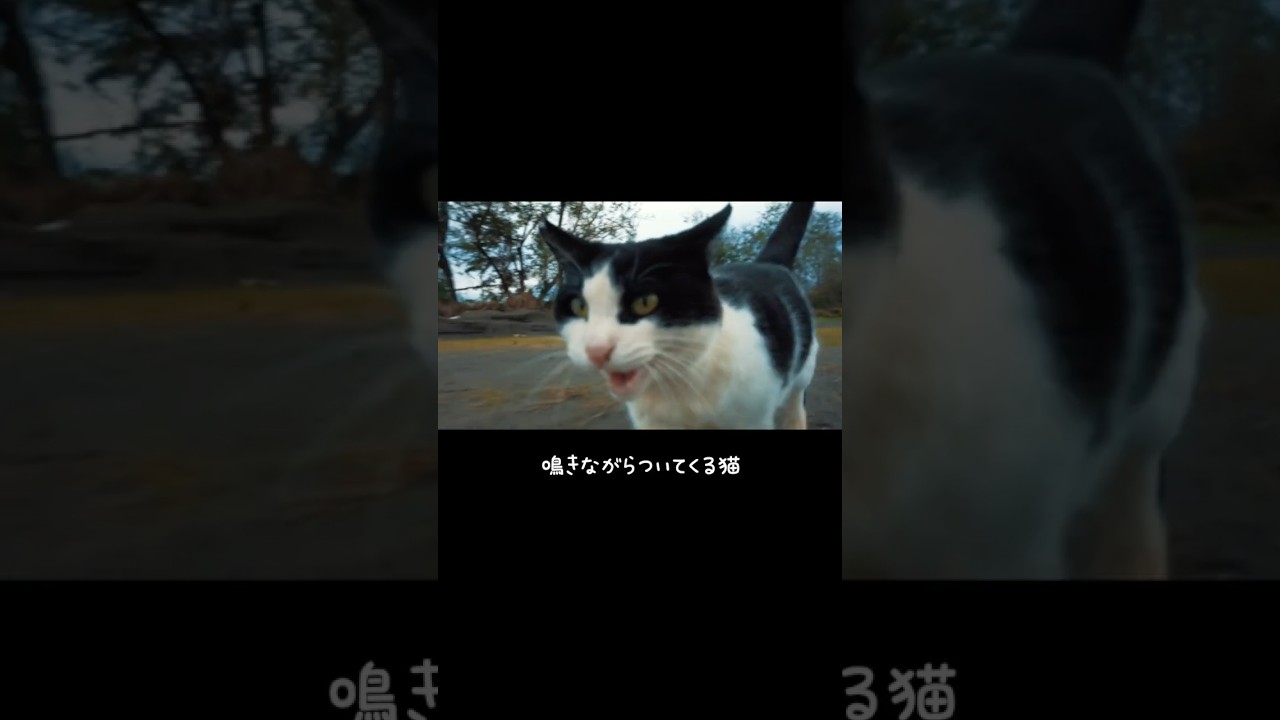 鳴きながらついてきた捨て猫を保護して五年後の今