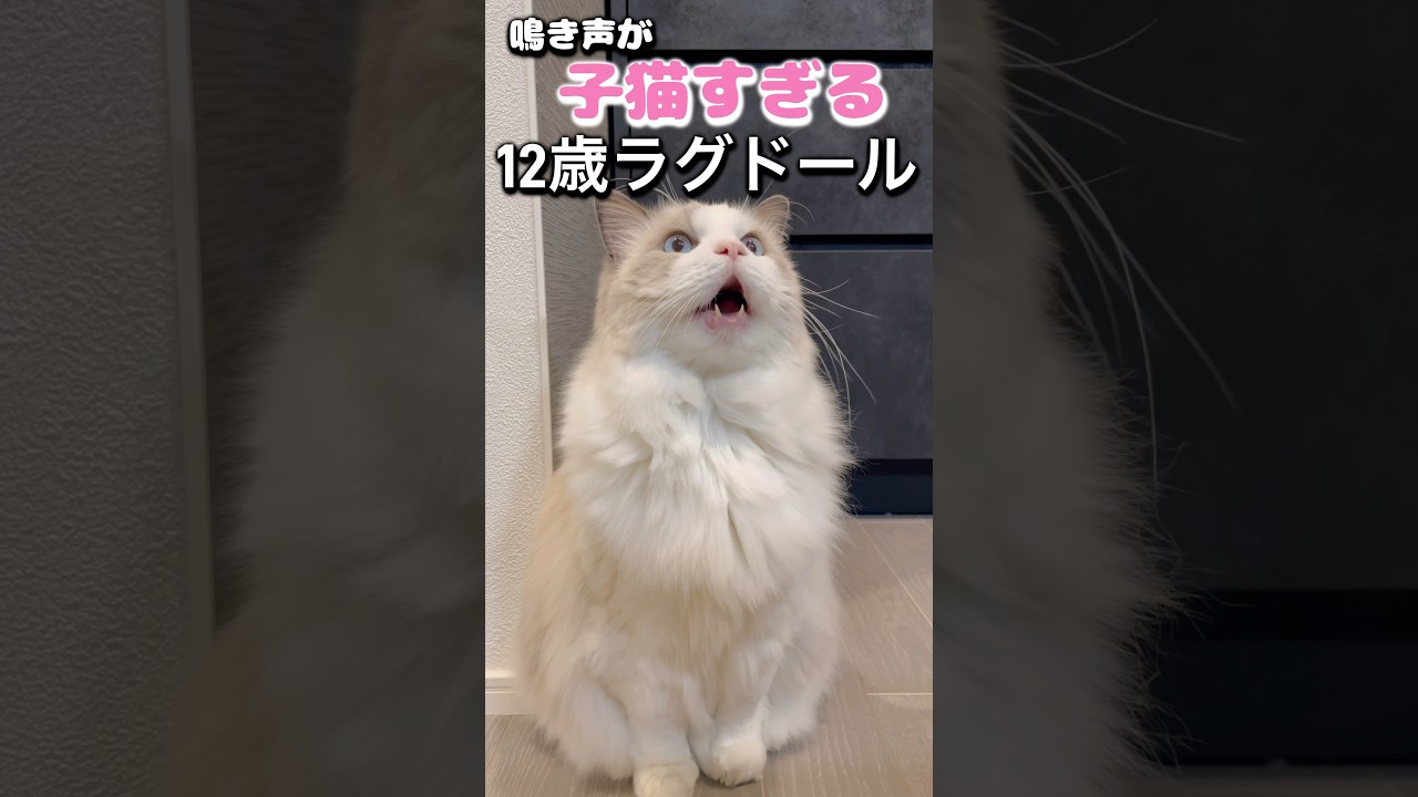 鳴き声が子猫すぎる12歳シニア猫 #ラグドール #猫 #cat #猫のいる暮らし #猫の鳴き声 #子猫