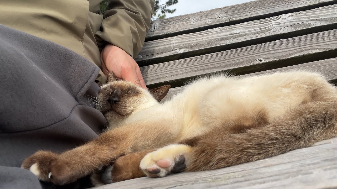 ベンチで休憩しているとかわいいシャム猫さんが添い寝しに来た