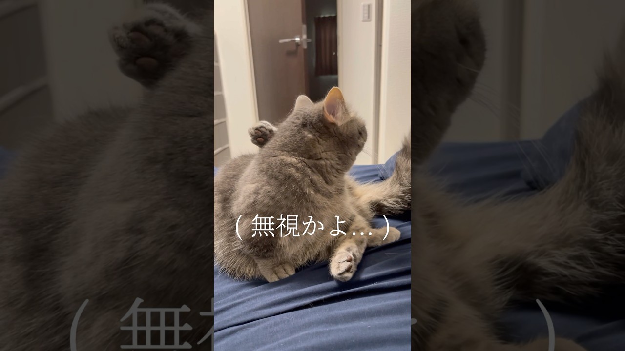 呼ばれても無視するくせに...#shorts #猫 #マンチカン