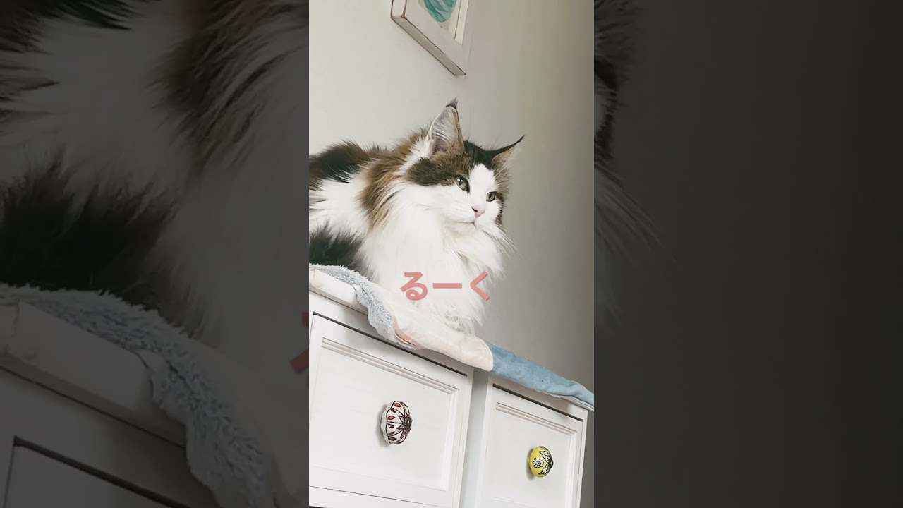 朝から可愛いノルウェージャン#shorts #ノルウェージャンフォレストキャット #cat #猫 #猫のいる暮らし #pets