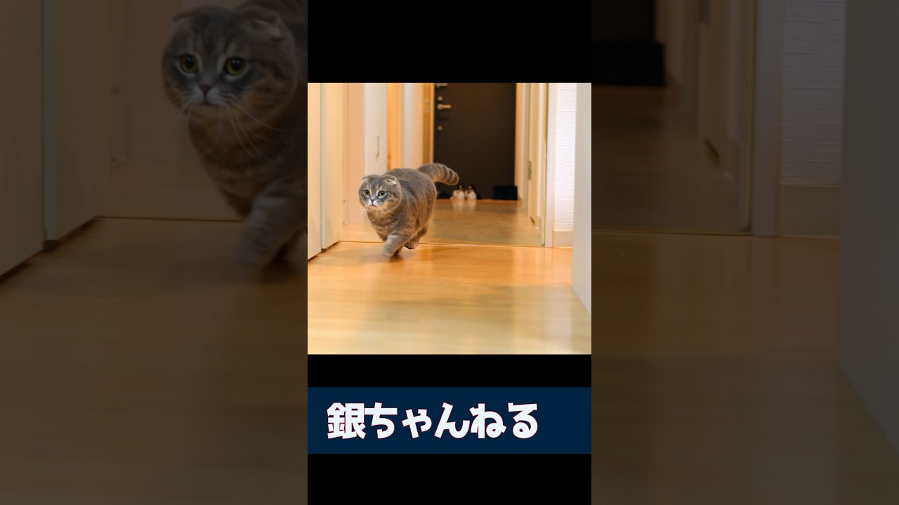 走る猫をスローで撮ってみた！　#マンチカン