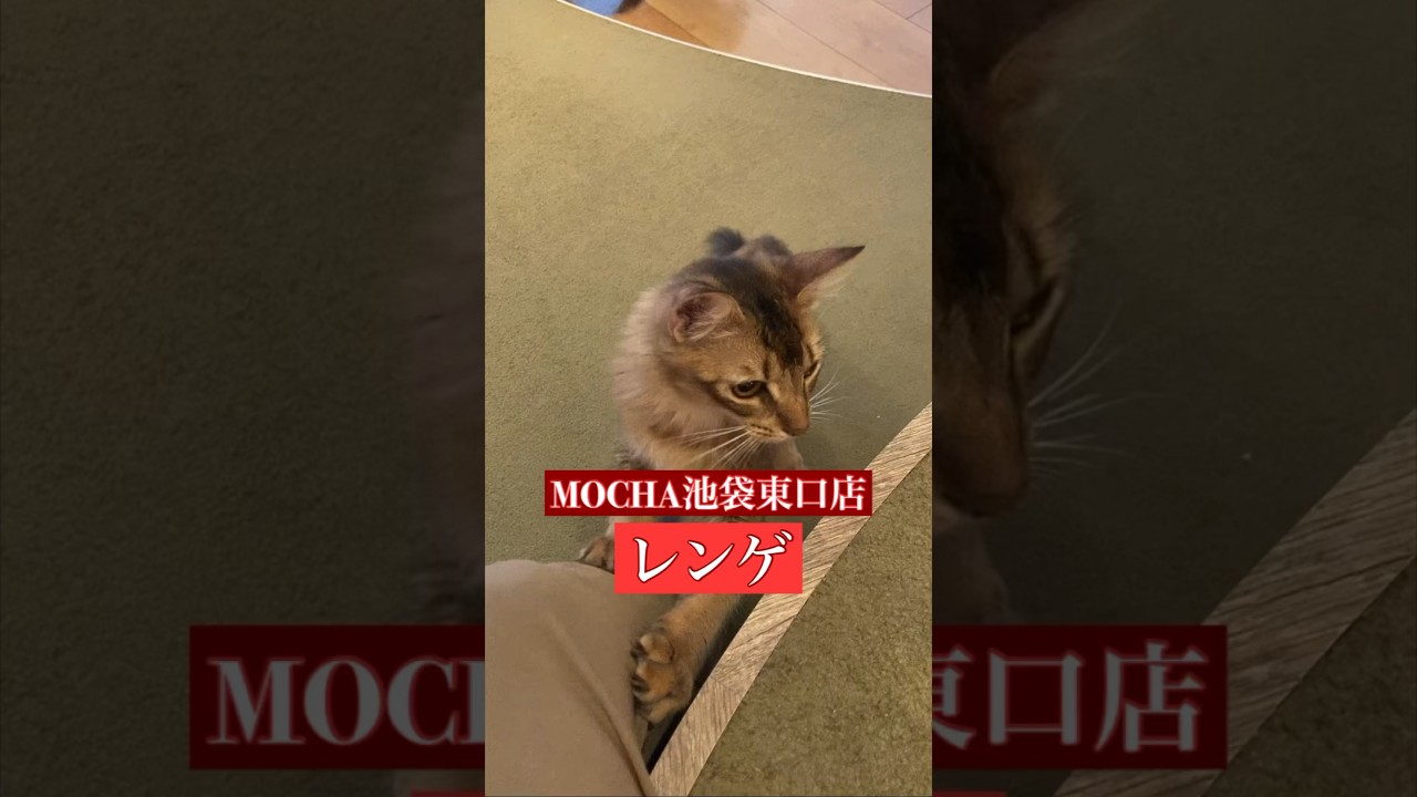 🐱レンゲ🐱　猫カフェMOCHA池袋東口店　(ソマリ♀)　2024/6/12 撮影分　#日替わり猫カフェにゃんこ