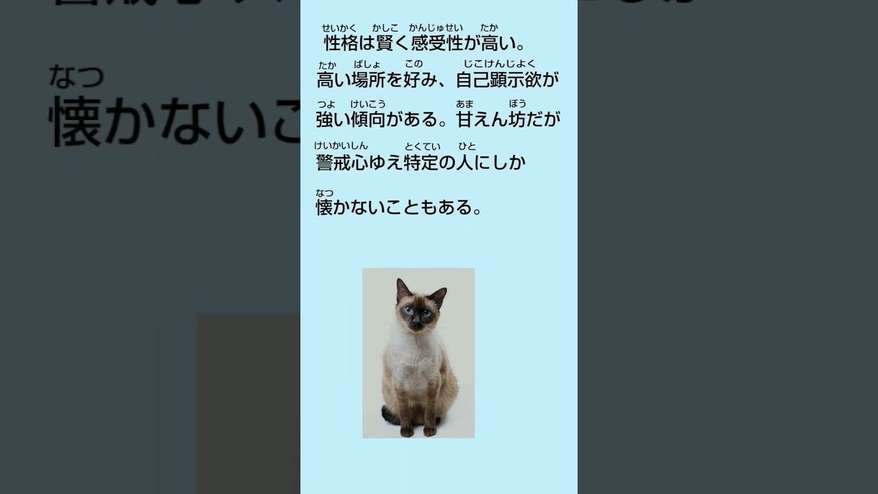 「シャム」世界の珍しい猫スペシャル猫神神社#シャム#珍しい猫 #猫好きさんと繋がりたい #cat #ねこ #神社参拝