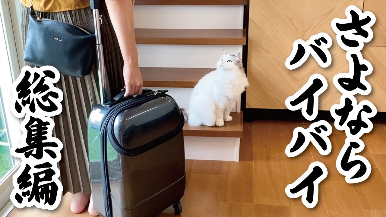 【関西弁でしゃべる猫】【猫アテレコ】３月はお別れの季節…さよならバイバイ総集編！！！