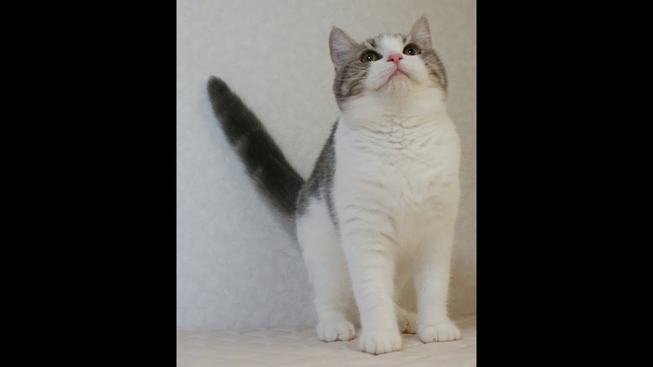 ブリティッシュショートヘアー子猫　British Shorthair　2024.10.1産まれ　ブルータビー&パッチドホワイト　女の子　シーダキャット猫のお店