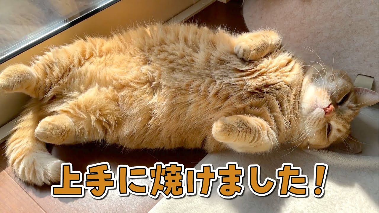 我が家にはお昼寝のプロがいます…！