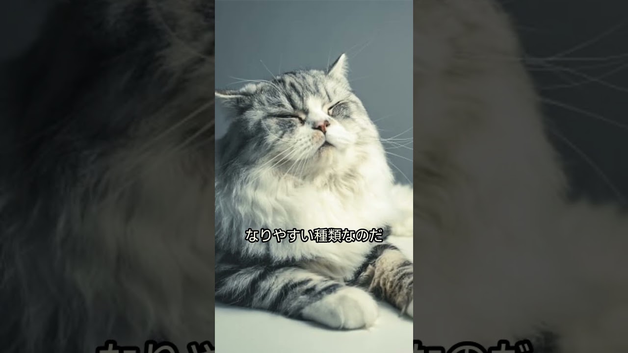 ペルシャ猫の驚きの真実！！ #shorts