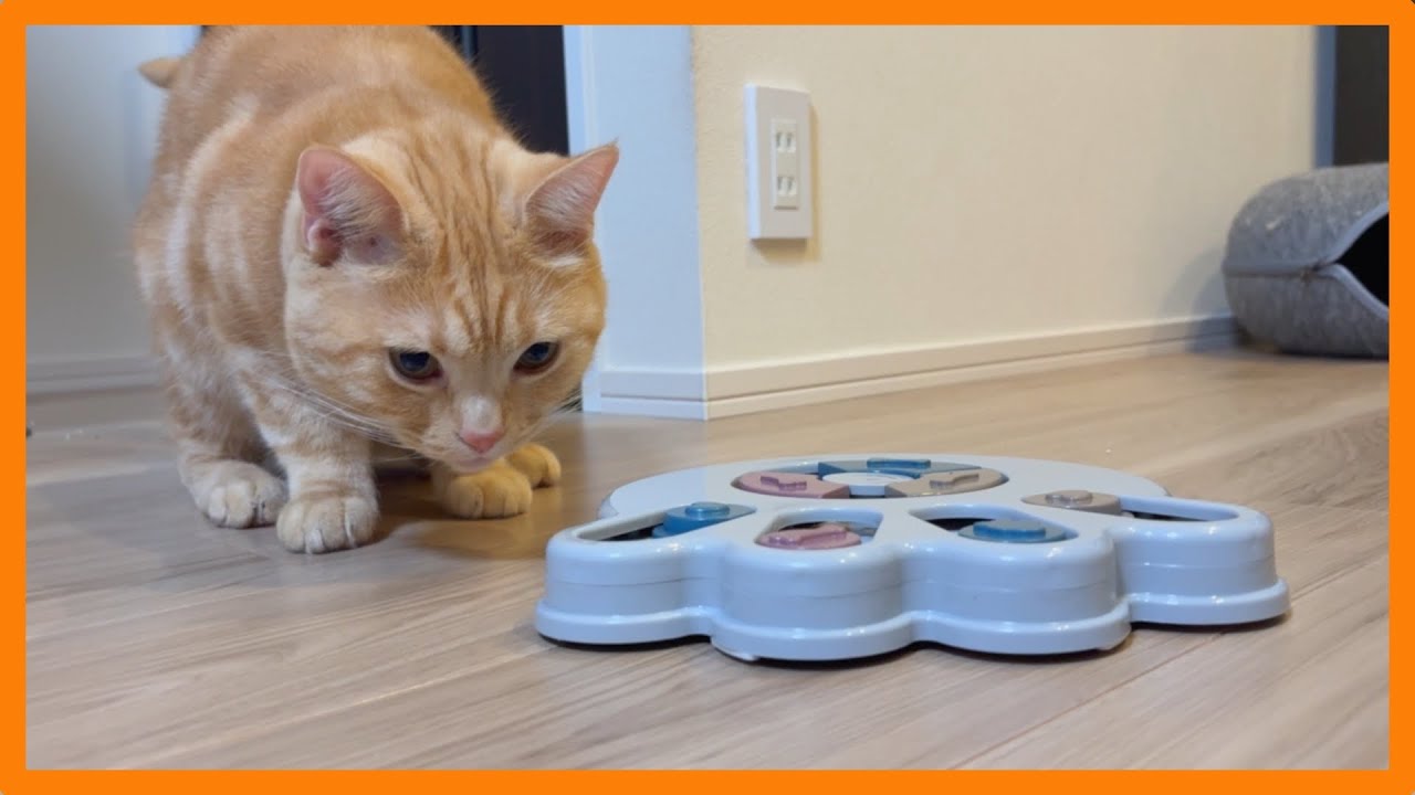 猫と暮らす日常 #40〜おやつに対する執着心が強い猫w〜