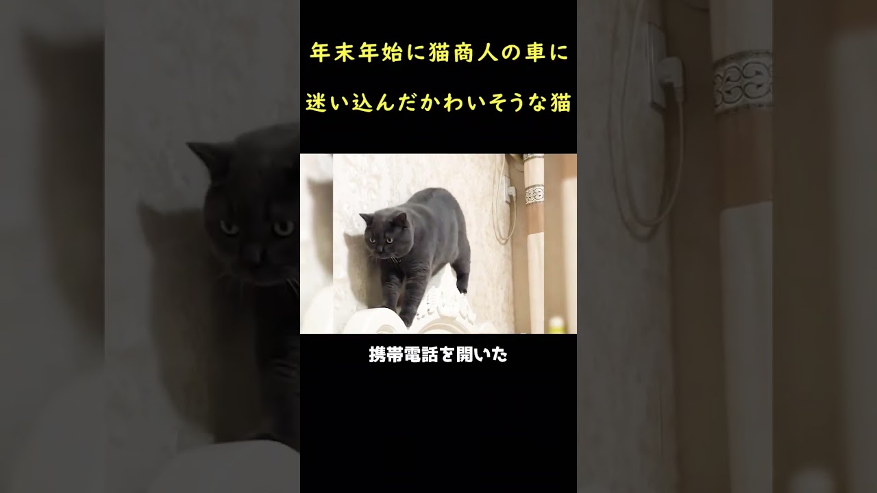 猫の信じがたい旅！