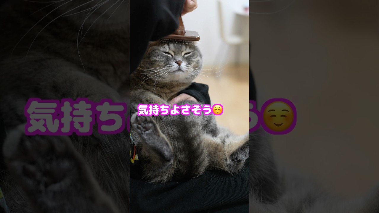ブラッシングに抵抗するも実は少し気持ちいい猫　#マンチカン