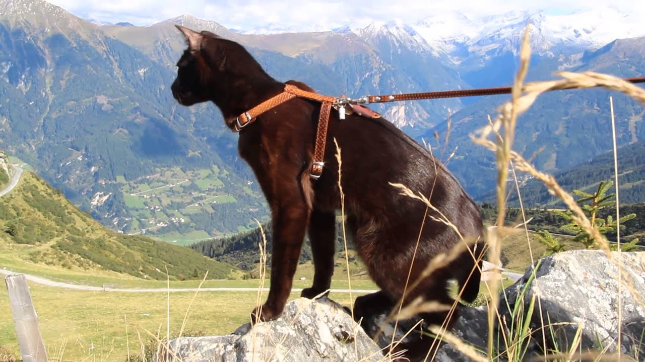 Havana Brown Cat Gauderic Schlossalm