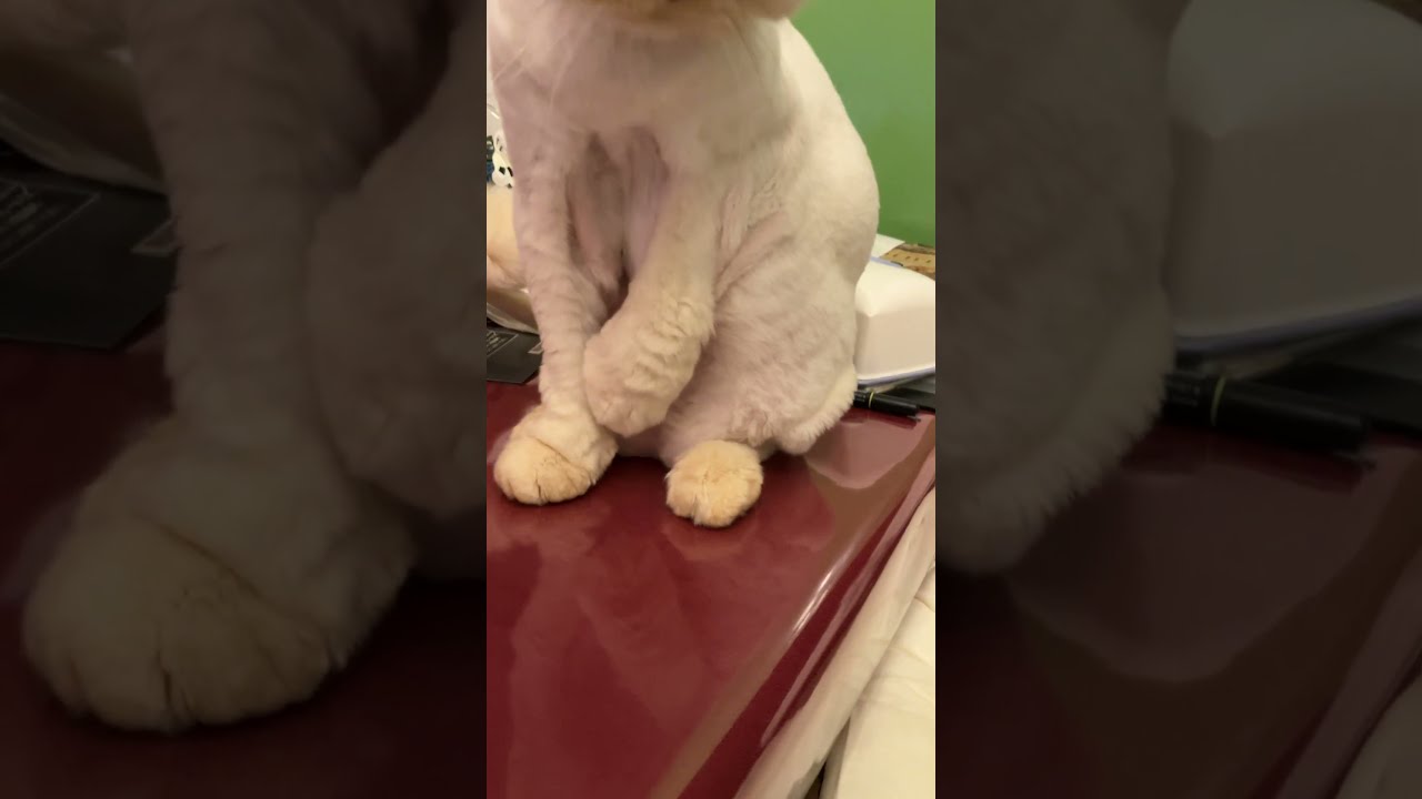 ♥チーノの日常【😼お腹触ると、見せかけ威嚇…】ホワイトヒマラヤン13歳　#shorts　#cat　#pets　猫好き　癒し