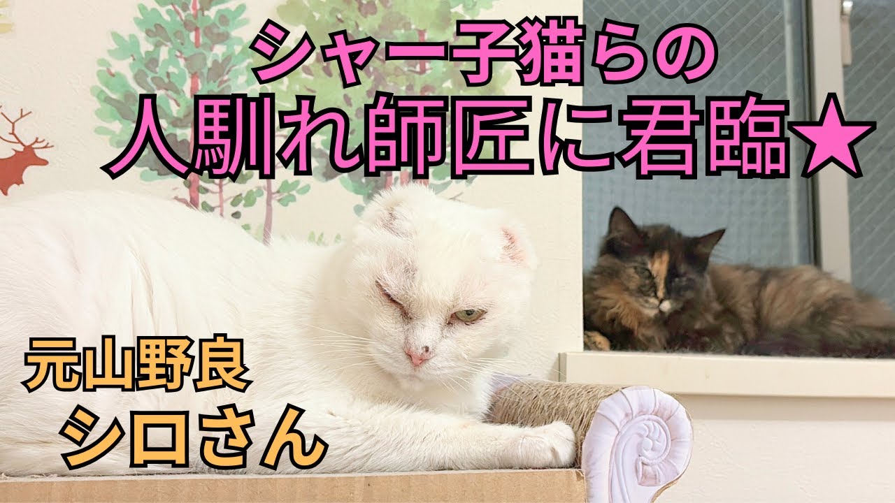 元山の野良猫シロさんが怖がり子猫に人馴れの手本を！また一歩新たな世界に踏み出した☆