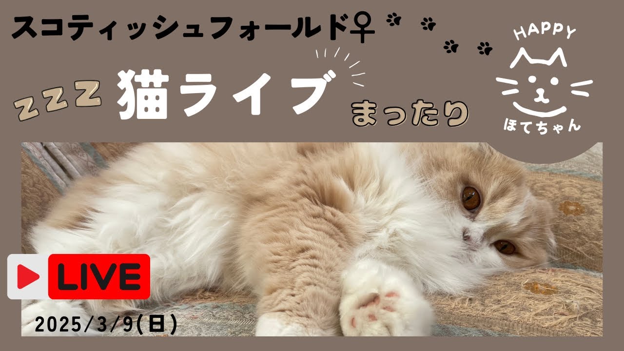 「ほてちゃん」スコティッシュフォールドまったりタイムライブ配信/Cat Live