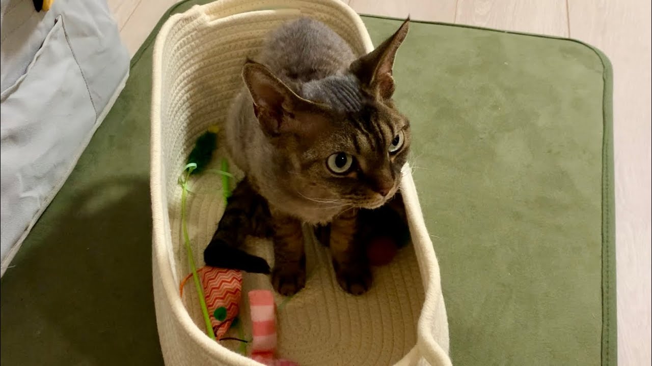 おもちゃ収納バッグに惹かれるデボンレックス弟なのでした(Devon Rex cat likes the new bag to keep cat toys)