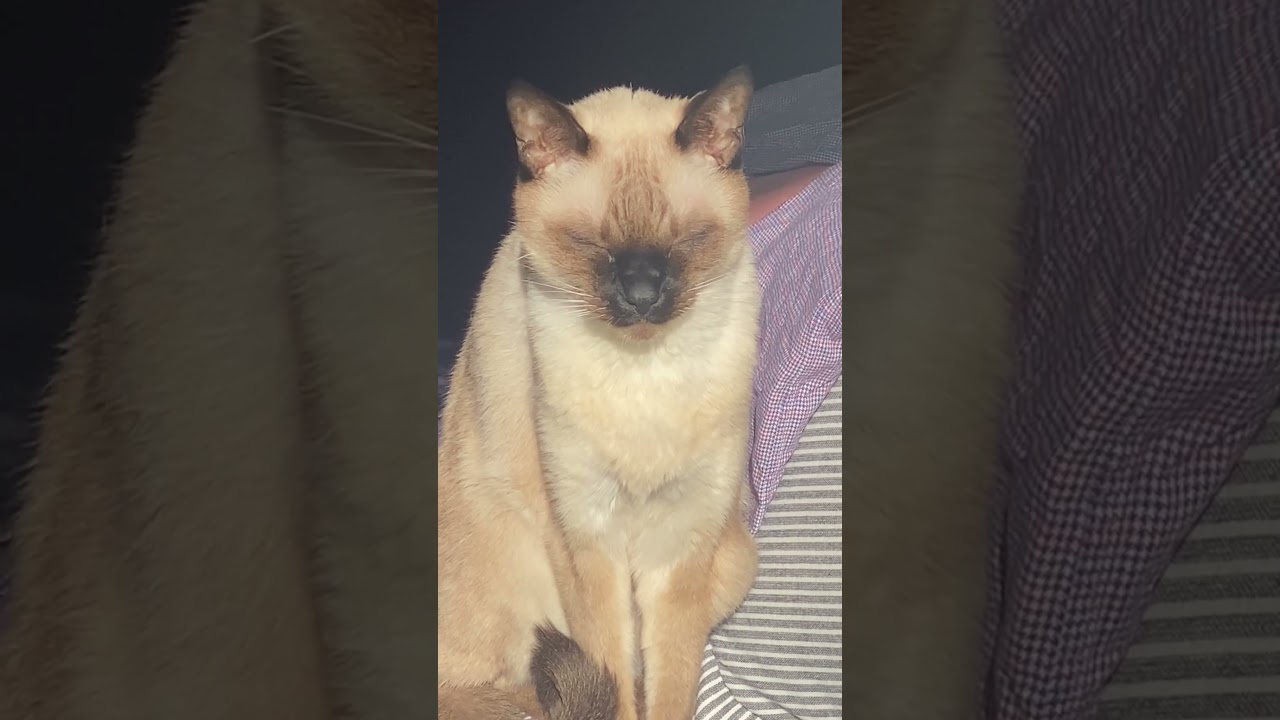 シャム猫ムーン🌙チャンネル・日向ぼっこで目が開かない #しゃむねこ ＃Siamese ＃ムンちゃん