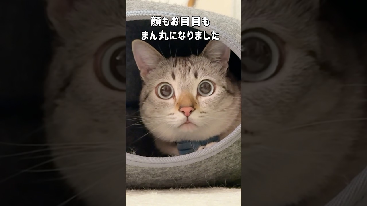 庭に現れた野良猫が家猫になり…顔もお目目もまん丸になりました　#shorts