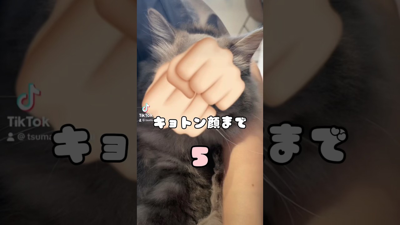 まん丸な目が可愛すぎる子猫。#ラガマフィン #ねこのいる生活 #cat #おすすめ #かわいい #猫 #つまみちゃん #子猫 #shorts