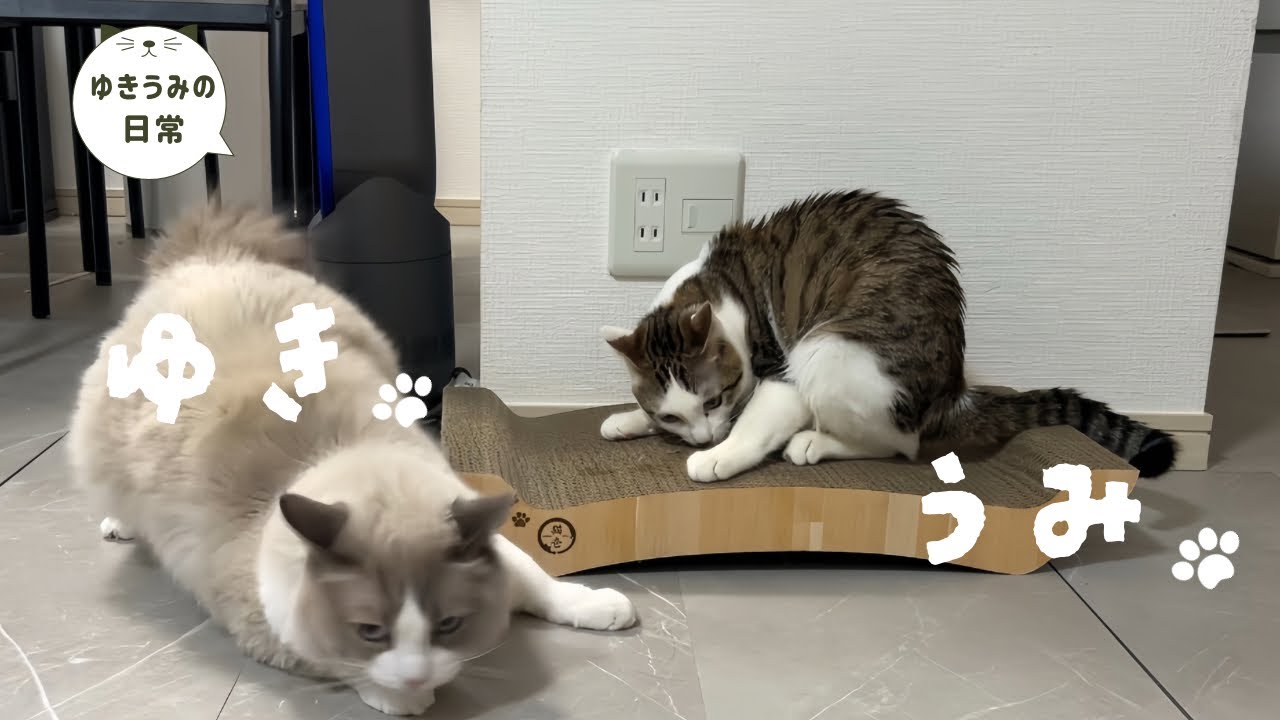 マタタビスプレーで完全にパキパキになっちゃいました・・・【ラグドール・キジシロ】