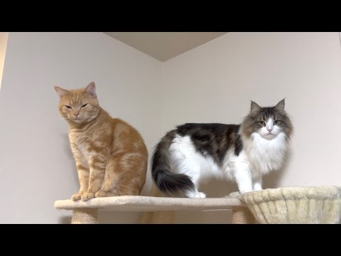 兄妹猫仲良くご飯待ちしてる姿がかわいすぎたw