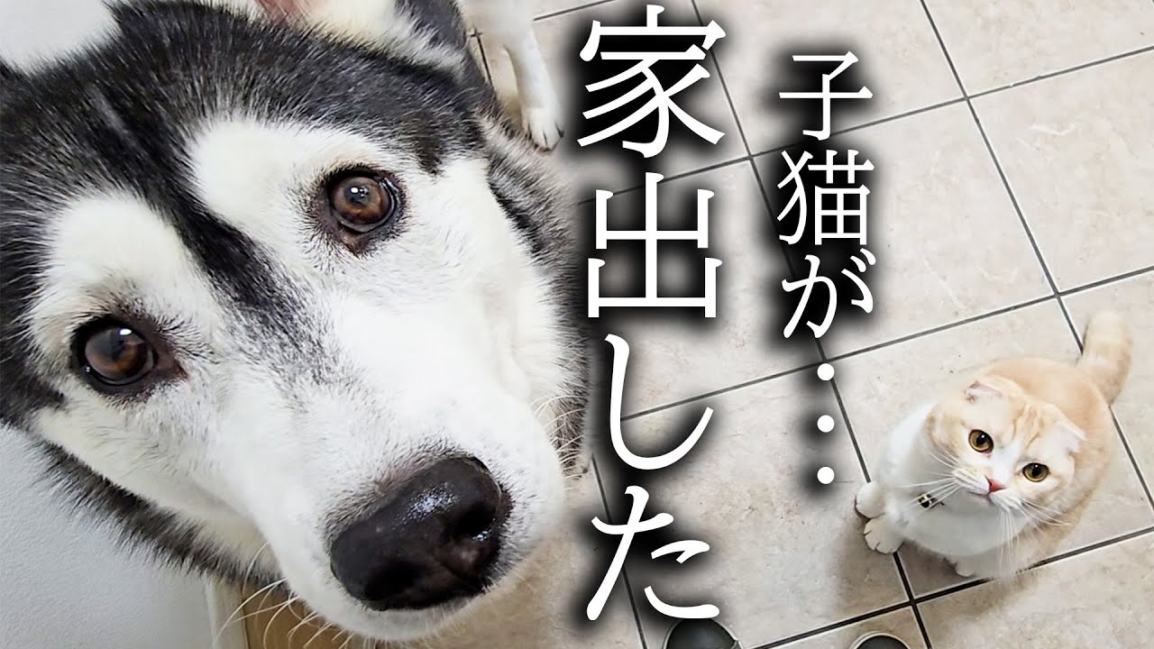 子猫が家出したと思い必死に探す犬と先住猫がこちら...