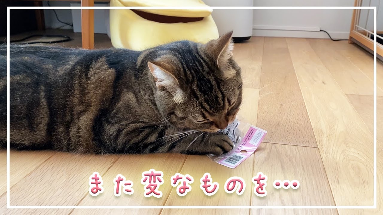 【ほっけ】またもや変なものを気に入るネコ【アメショ】#猫