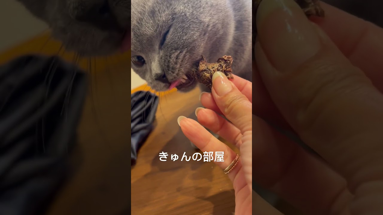 咀嚼音 #ブリティッシュ #ブリティッシュショートヘアー #asmr