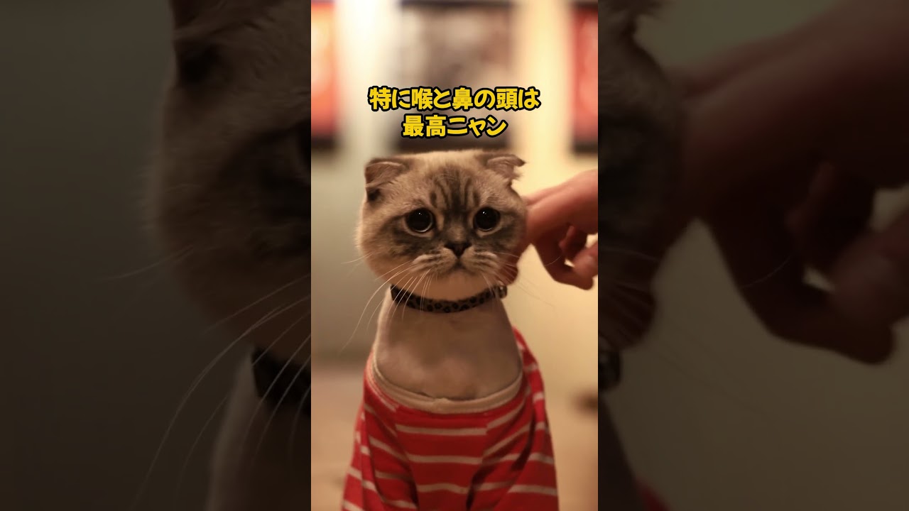 日本の未来は猫が握っている！？ #cat #ねこのいる幸せ #ねこ大好き #猫のいる暮らし #猫のいる生活 #猫動画 #日本の未来