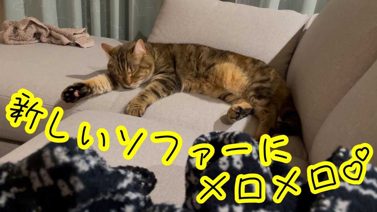 新しいソファーにメロメロの足長マンチカンがこちらw
