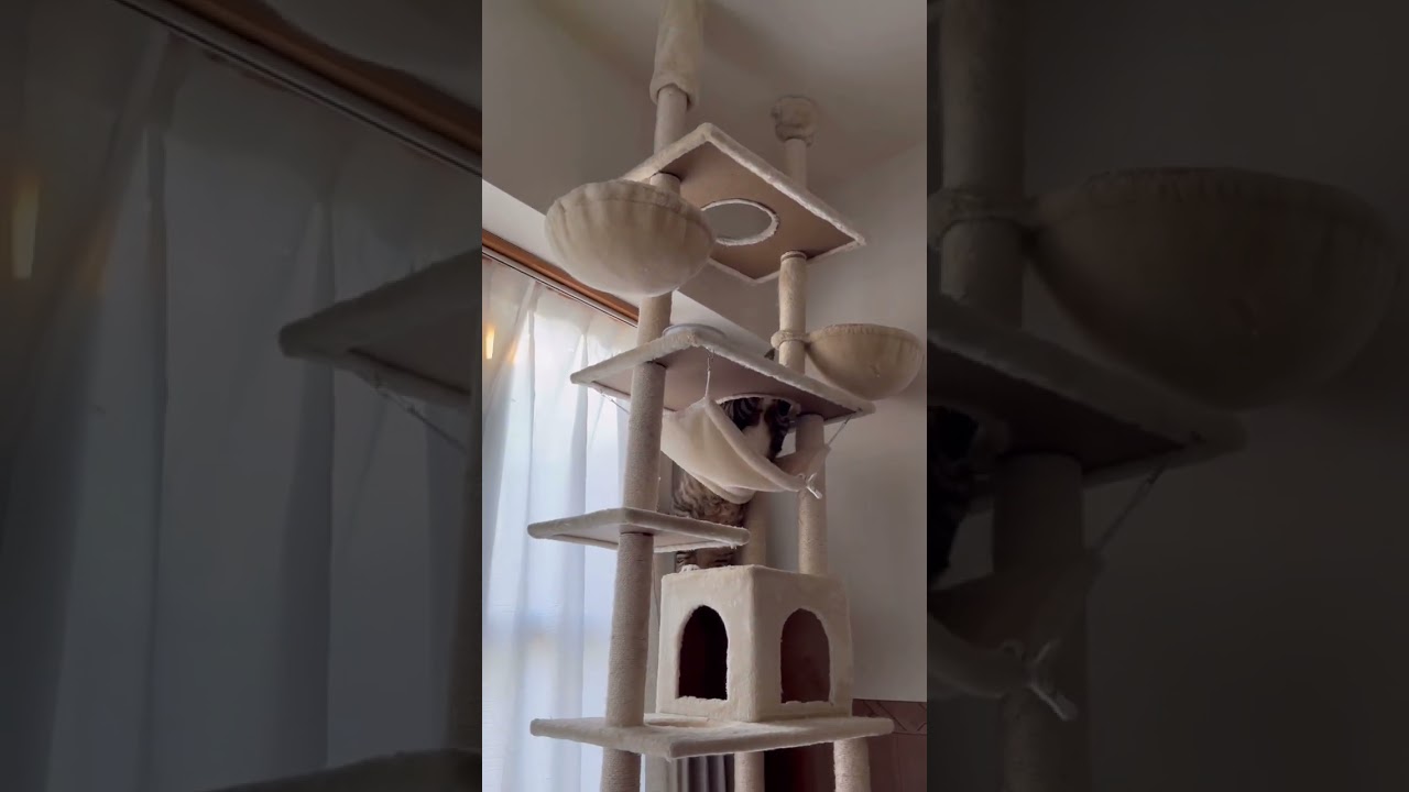 キャットタワーに登れもしないし降りれもしない元ボス猫wwwwww #元ボス猫 #保護猫 #家猫歴半年