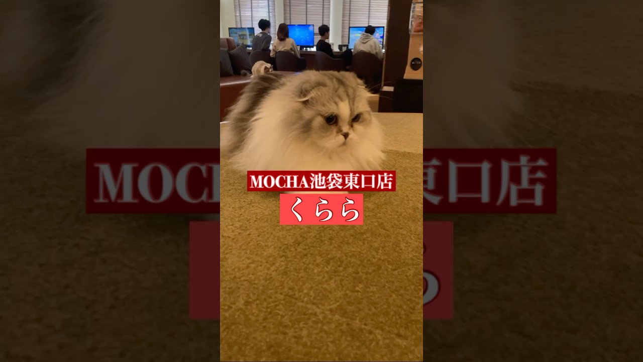 🐱くらら🐱　(スコティッシュフォールド♀)　猫カフェMOCHA池袋東口店　2025/2/12 撮影分　#日替わり猫カフェにゃんこ　#cat #catcafe