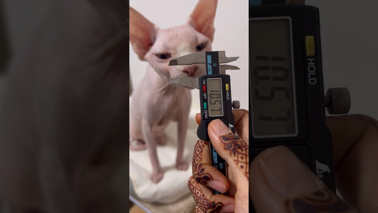 毛のない猫の耳の厚み測ってみた！【スフィンクス猫】