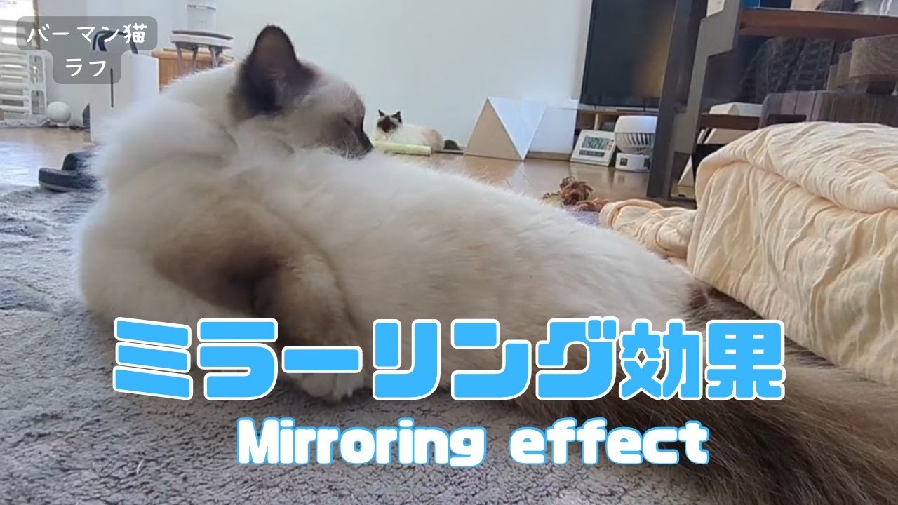バーマン猫ラフとウリ【ミラーリング効果】Mirroring effect（バーマン猫）Birman/Cat