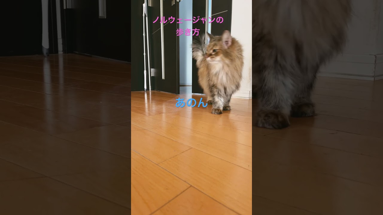 ノルウェージャンの歩き方#shorts #ノルウェージャンフォレストキャット #猫のいる暮らし #猫 #cat #猫 #pets
